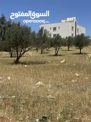  2 ارض للبيع في شفا بدران من المالك مباشرة  بمساحة 1007م ب موقع هادىء و راقي حوض مرج الاجرب مزروعة