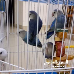  1 Birds for sale