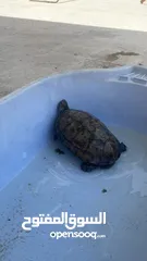  3 سلحفاة مائيه كبيره للبيع