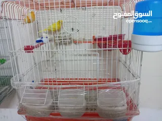  4 جوز كنار شغال الذكر جزري تغريد نار والأنثى ليموني معبيه مع قفص 3 معالف   مخلف كنار أنثى ليموني.