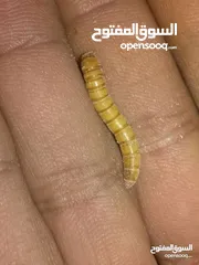  21 يرقات دود القبابي حي ميلوورم mealworm غذاء ممتاز بروتين حيواني لا يسبب التشحيم للطيور والاسمام