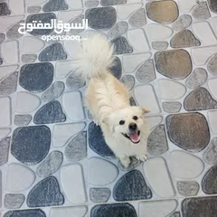  3 كلب كوكوني