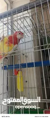  11 مطلوب انثى كويكر  اصفر او ابيض للبدل على روزيلا طفرة\\\ مطلوب كاسكو او كوكاته