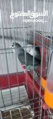  3 كوكتيل روز وحب