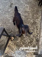  1 مجموعة من المعزات ( سخل ) ونعجات ( معشرات ) للبيع بسعر جيد