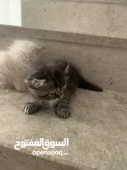  4 قطط صغار للبيع