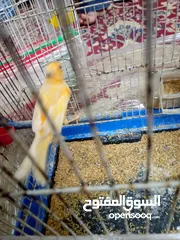  8 كنارات وكوكتيل