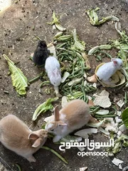  5 كوم ارانب عدد (5) للبيع بسعر مناسب أنثى بلدي للون سكني معشره من 10 أيام معها فراخ ثنين فرنسيات ابيض