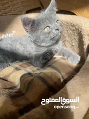  15 كتن سكوتش مكس بريتش العمر شهرين لعوبين جدا والمستوى واضح