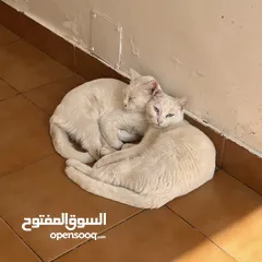  2 White cats