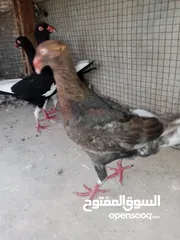  2 جوز مخاليف مساويد سلاڤر فرخ سلفر اندونشن