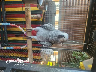  1 ببغاء كاسكو أليف متكلم بطلاقة