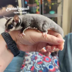  4 Suger Gliders (2 Females - Twin Sisters)