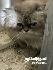  5 قط للتزاوج