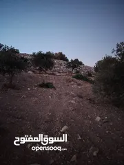  12 ارض للبيع 4300م على القوشان وعلى الواقع 12دونم متواجد بيت مساحة 380 متر طابقين +خزان يتسع50 متر