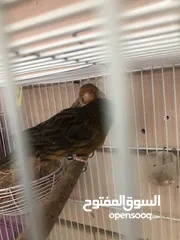  8 Breeding pairs of canary  in Alain