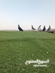  14 حمام بيع مستعجل للبيع