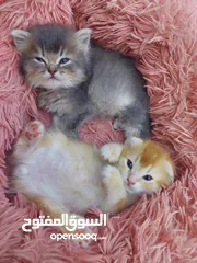  3 قطط جميله منوعه مكس شانشيلا سكوتس فولد مع بلدي