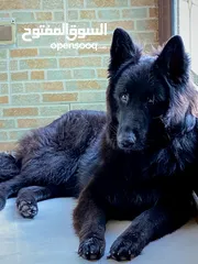  3 German shepherd black jack (MATING ONLY)