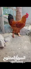  9 مجموعة طيور دجاج باكستاني ميوالي العدد 4  ودجاج دياكه الكوشن  العدد 2 وديك باكستاني ودجاجه باكستانيه