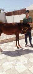  1 مهر بدوي العمر 10 شهور الطول 130 محجل ثلاث مطلق يمين سياله جميله ساغ سليم مهر ما شاء الله