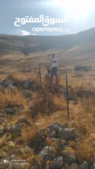  5 ارض لقطة بنصف السعر بين الباذان والنصارية