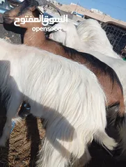  1 ماعز البينو