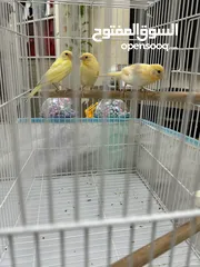  1 عصفورين كناري + 6 عصافير زيبرا في قفص كبير 60سم مع مستلزماتهم  3 Canari birds + 6 zebra finches