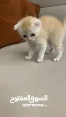 4 قطه جميله صغيره كيوت ودلوعه اسمها بان كيك