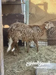  4 كبش تهجين سوداني