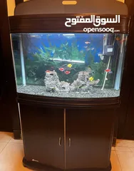  2 حوض سمك زينه كبير جاهز مع الاسماك