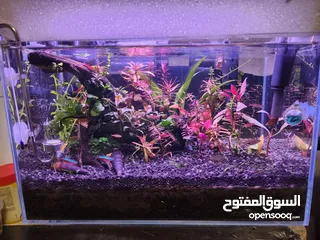  1 حوض نباتي فول كرستال اجنبي