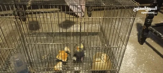  2 للبيع طير واحد للانتاج المواصفات في الوصف