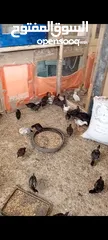 1 صيصان جاج اعمار مشكله