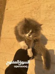  1 قطة شيرازي 5 اشهر - 5months  persian cat