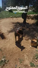  2 كلب مالينو العمر سنه وشهر