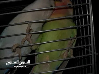  2 فرخين روز لون ازرق واخضر