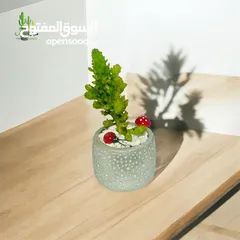 2 توزيعات للمناسبات والهدايا  وقواوير زينة داخل المنزل
