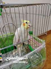  2 عصفور كوكتيل ابيض البينو عيون حمر يمكن البدل على جوز روز