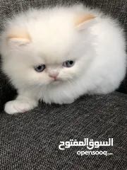  3 Persian cat for sale