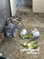  3 كوم ارانب للبيع العدد 7 اناثي ثنتين معاشير وحده ولادتها قريبه مع 5 فراخ 2 فرنسيات عمر 40 يوم و3 بلدي