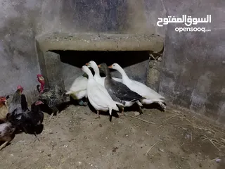  5 وز ابيض شغال للبيع