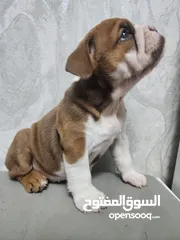  6 English Bulldog Female puppies