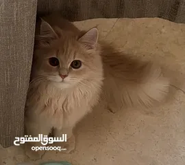  1 قط شيرازي لطيف