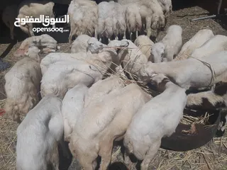  1 اكباش يمنيه متواجدات باليمن جمله للبيع
