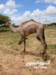  3 جمال سوداني لحم