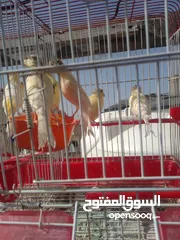  2 حبات كنار نخب بسعر حرق حرق