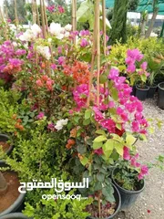  25 ركن المنزل لخدمات الزراعة العامة وتنسيق الحدائق وصيانتها مع خدمة التوصيل لكافة محافظات المملكة