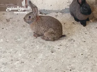  2 أرانب ذكور  للبيع في عمان جاوا  5 دنانير الواحد عدد 7