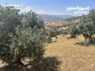  4 أرض زراعي 3.5 دونم للبيع بسعر 60000 دينار صافي